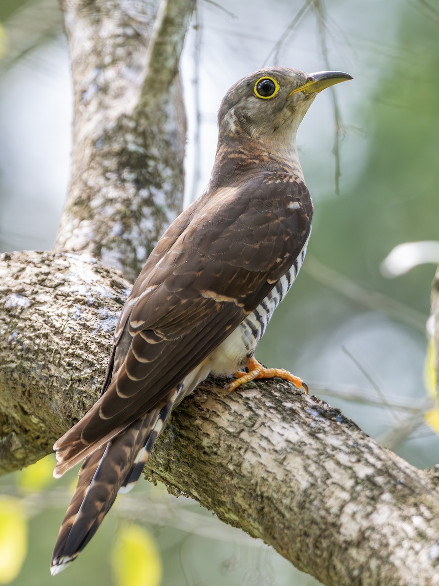 四聲杜鵑 - ML646115017