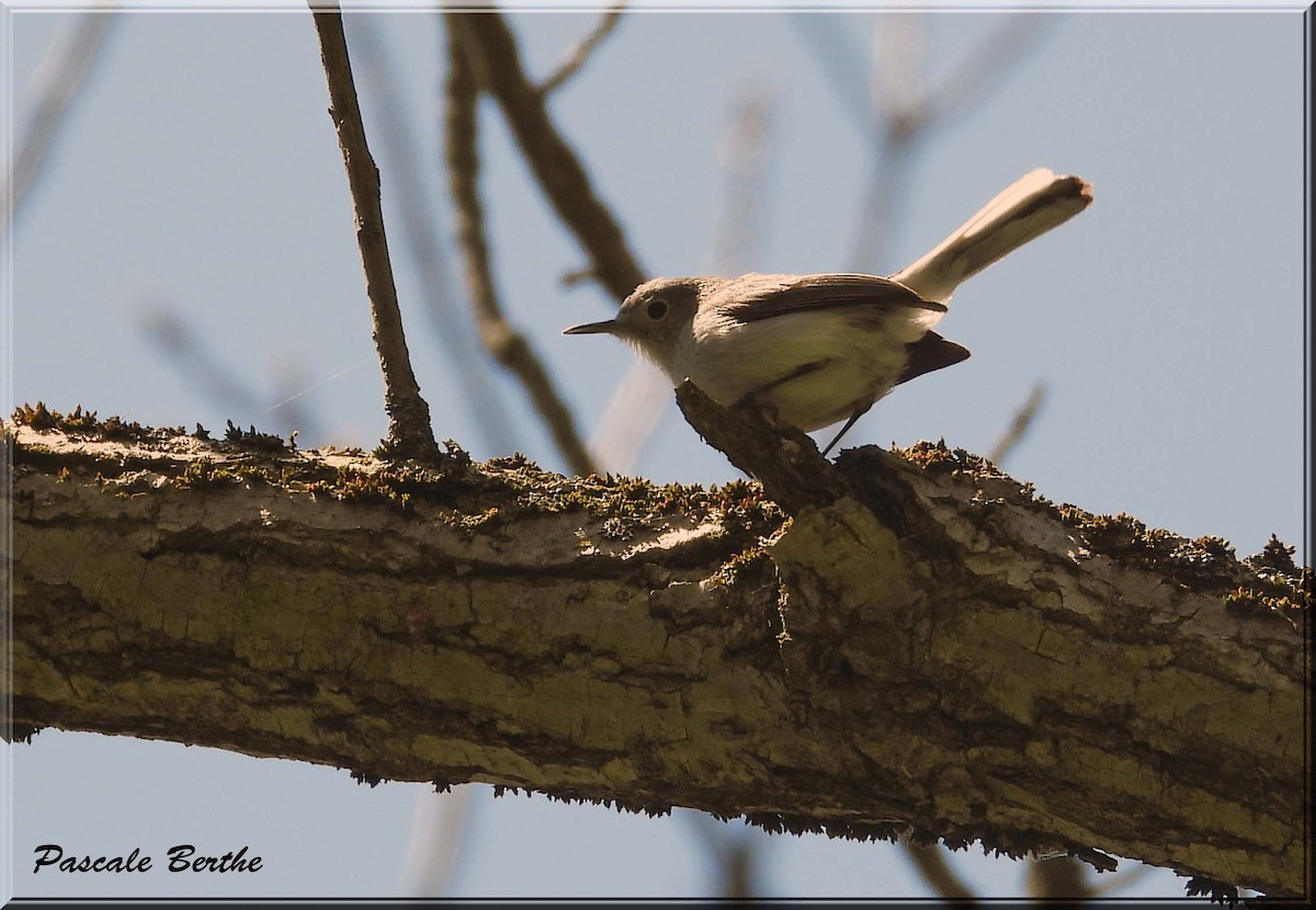 Blaumückenfänger - ML646115021