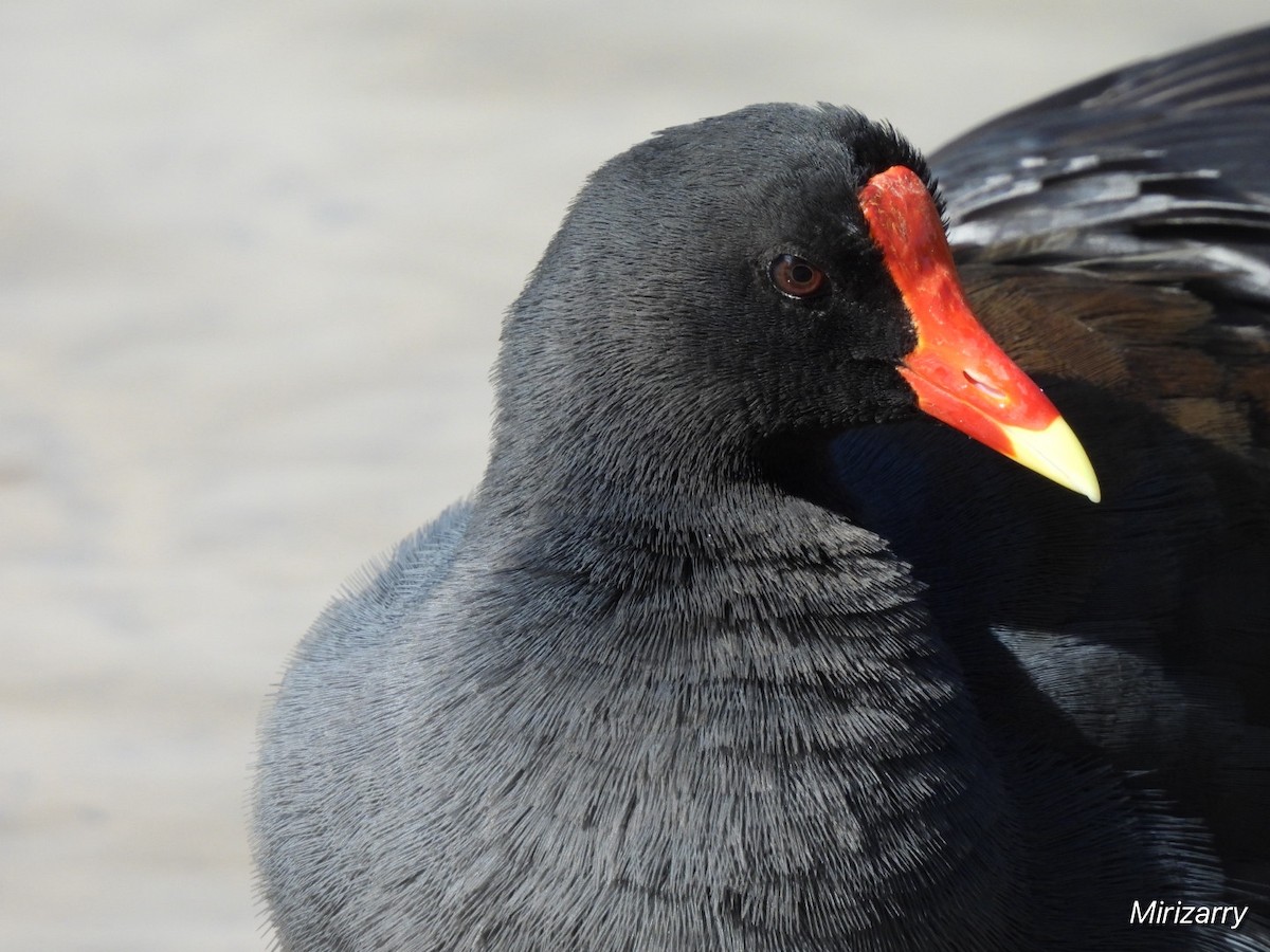 Common Gallinule - ML646115023