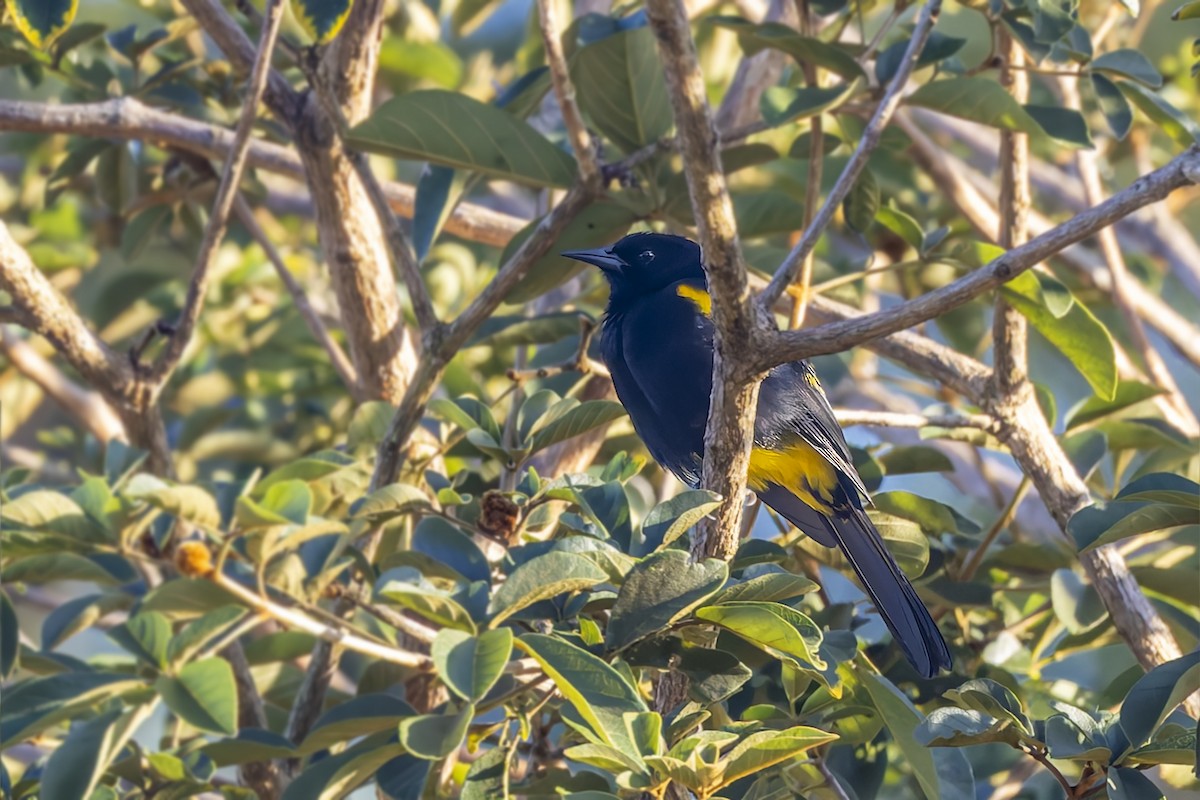 プエルトリコムクドリモドキ - ML646115033