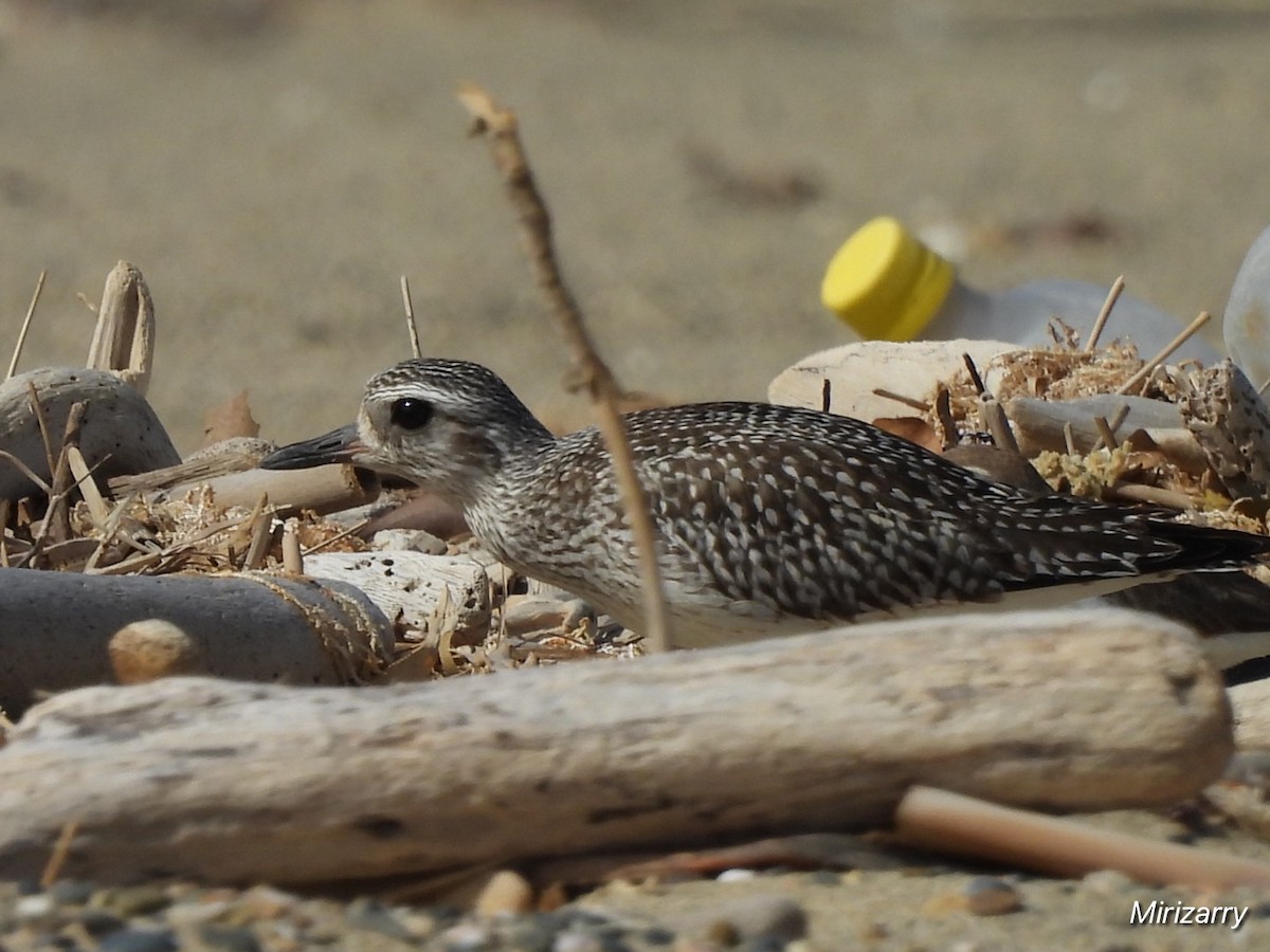 Black-bellied Plover - ML646115034