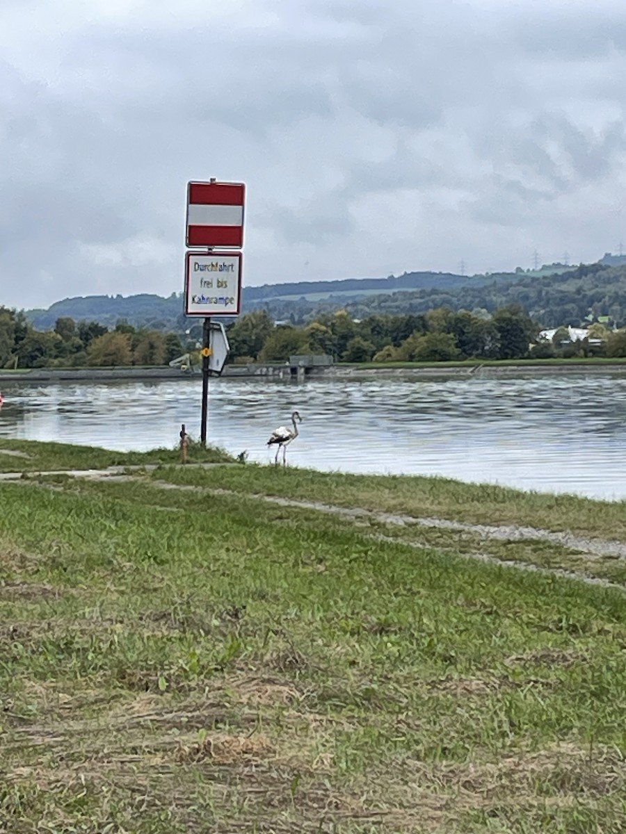 Greater Flamingo - ML646115037