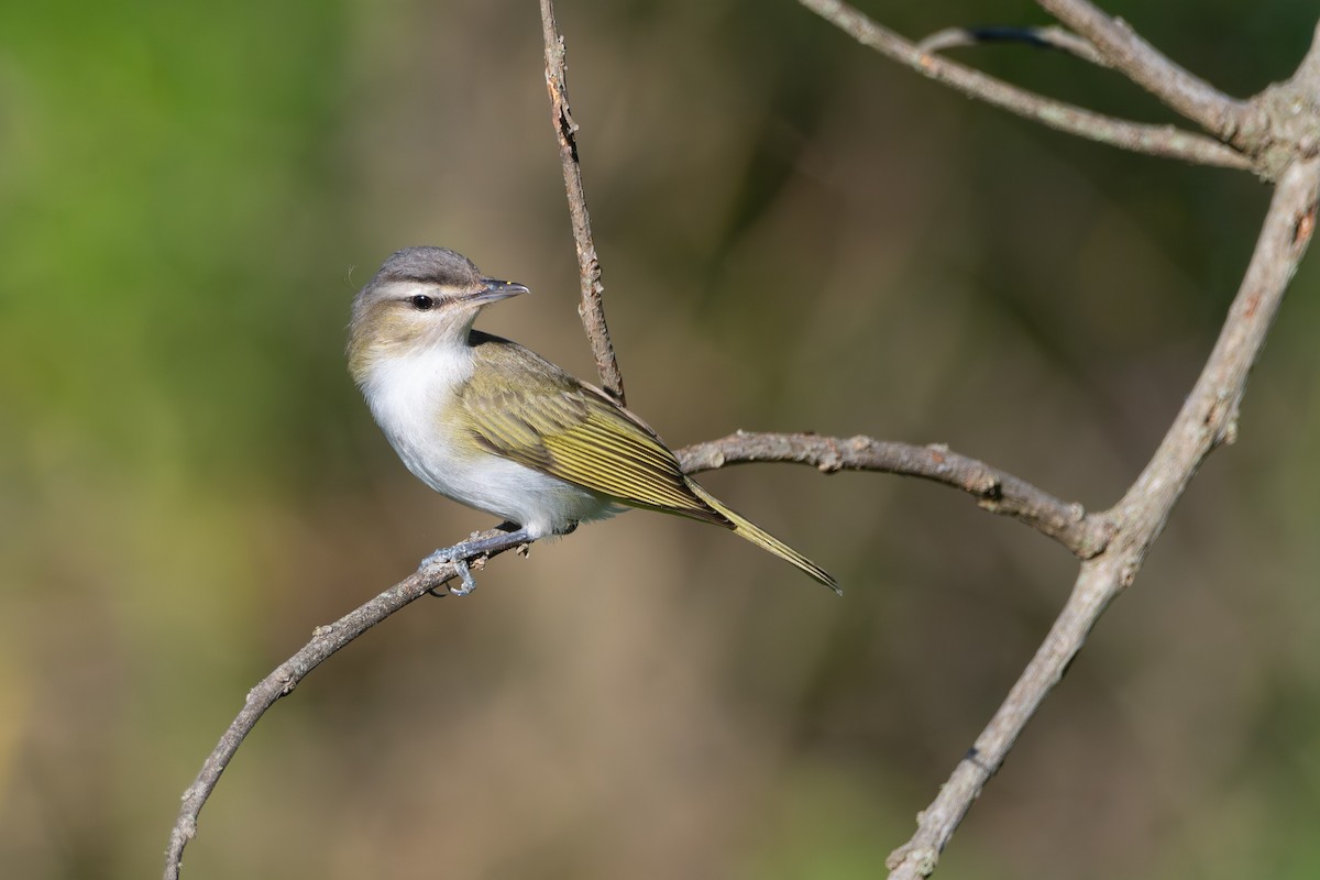 Chivi Vireo - ML646115038