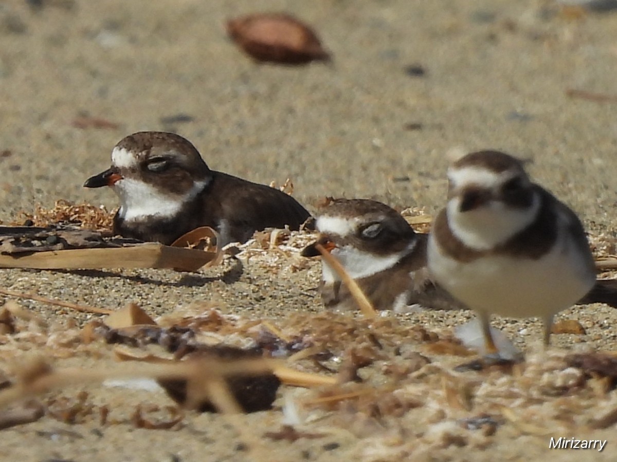 Semipalmated Plover - ML646115043