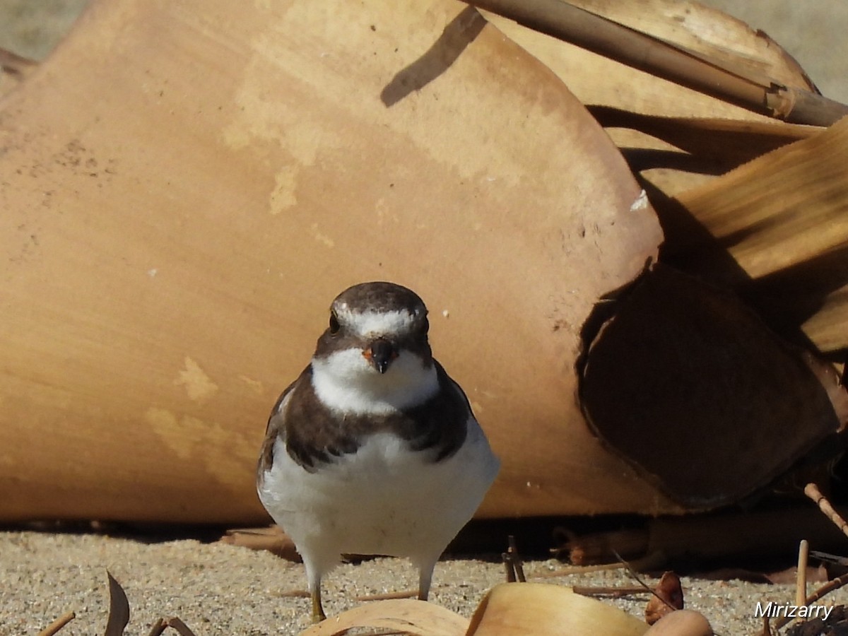 Semipalmated Plover - ML646115044