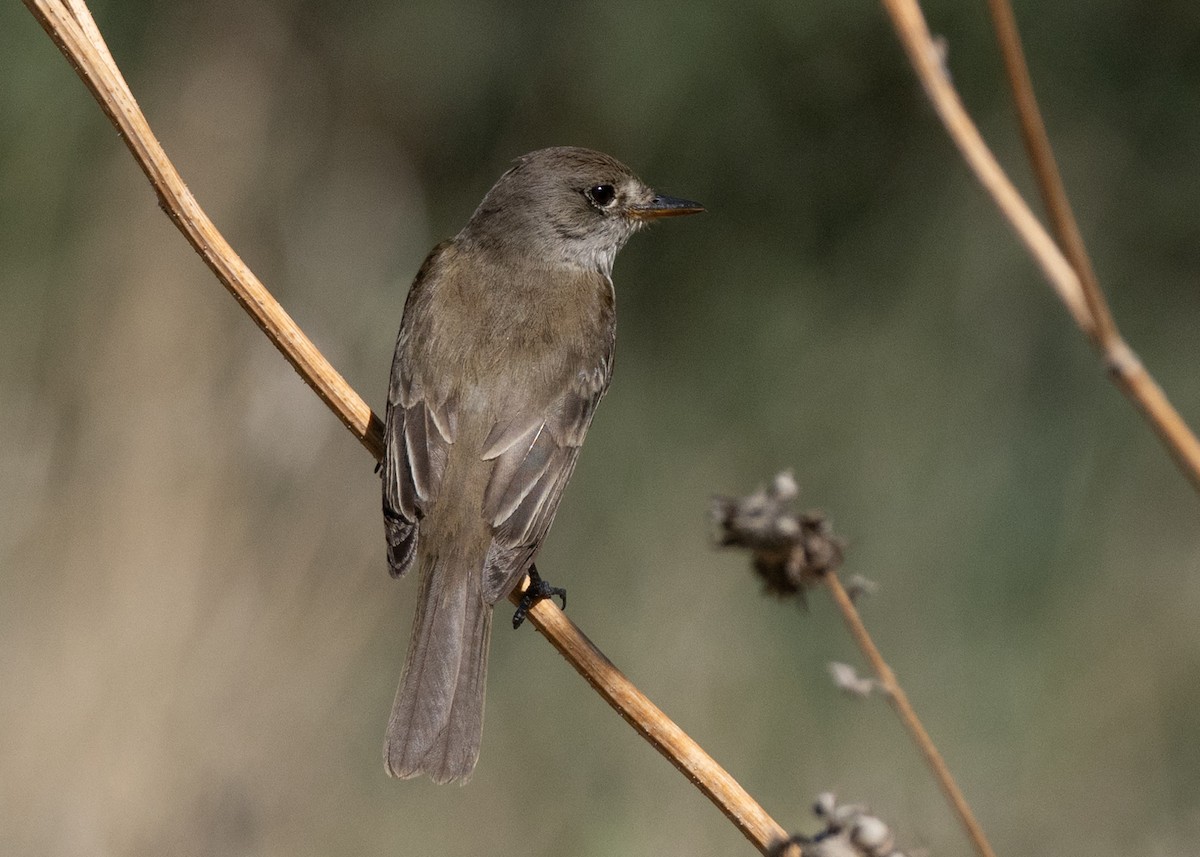 Willow Flycatcher - ML646115045
