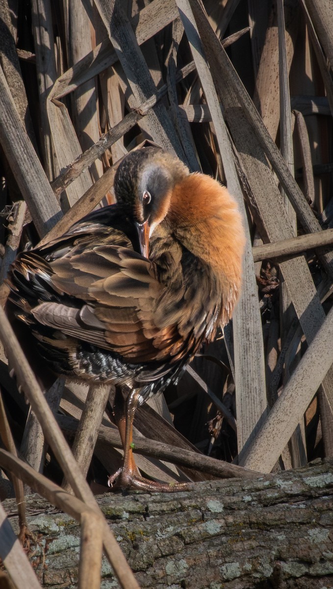 Пастушок віргінський - ML646115046