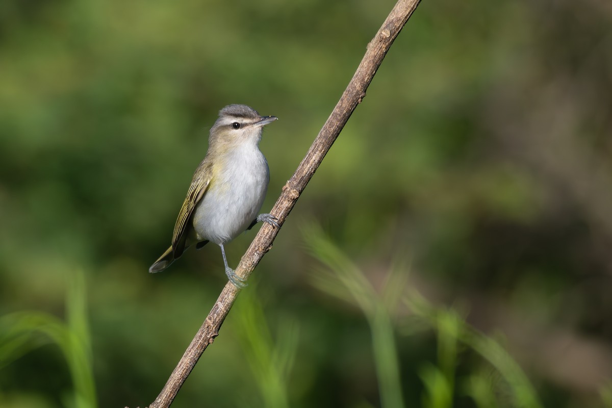 Chivi Vireo - ML646115047