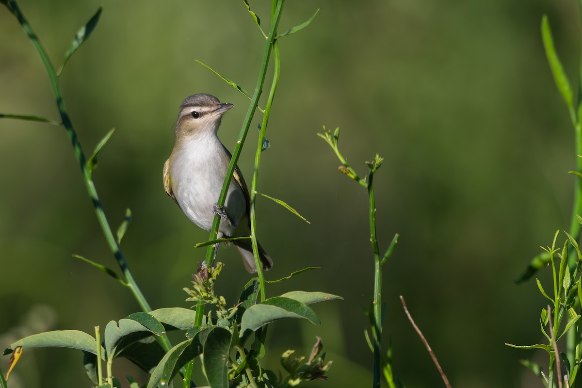 Chivi Vireo - ML646115048