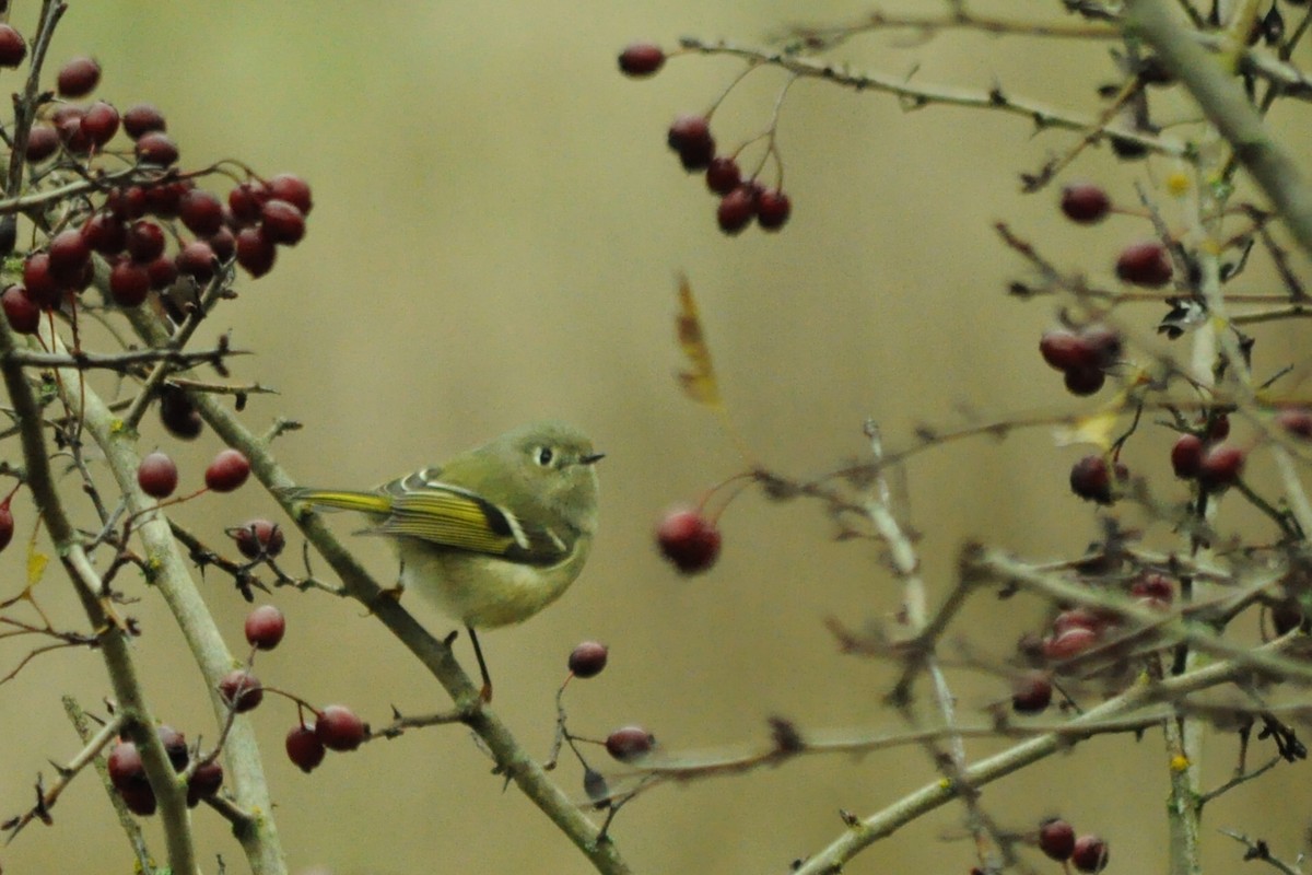 Золотомушка рубіновочуба - ML646115049