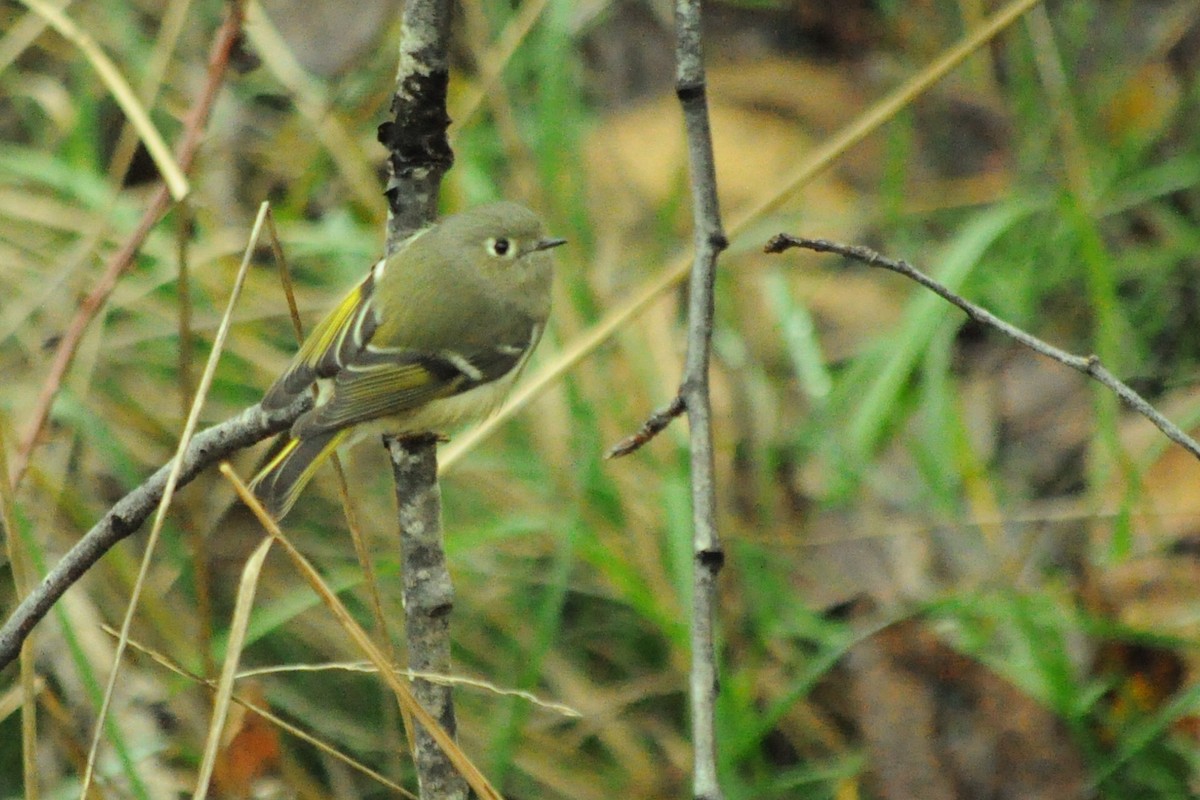 Золотомушка рубіновочуба - ML646115050