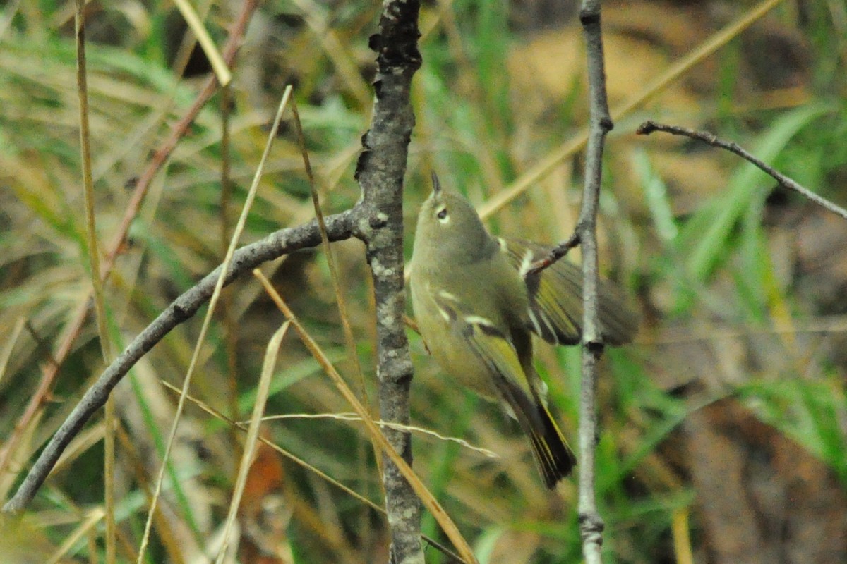 Золотомушка рубіновочуба - ML646115051