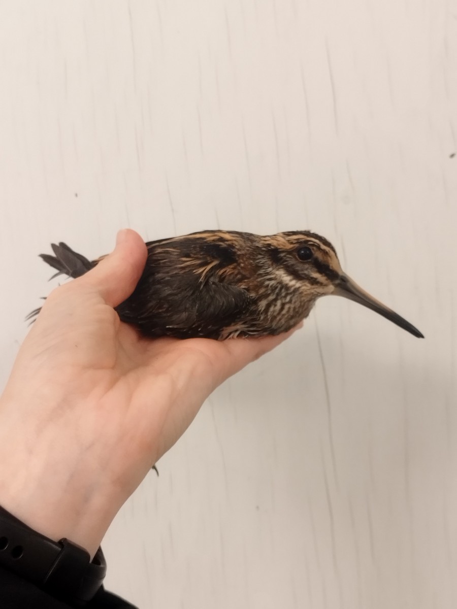 Agachadiza Chica - ML646115052