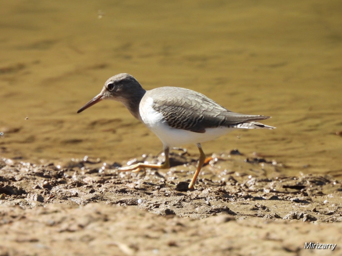 Spotted Sandpiper - ML646115054