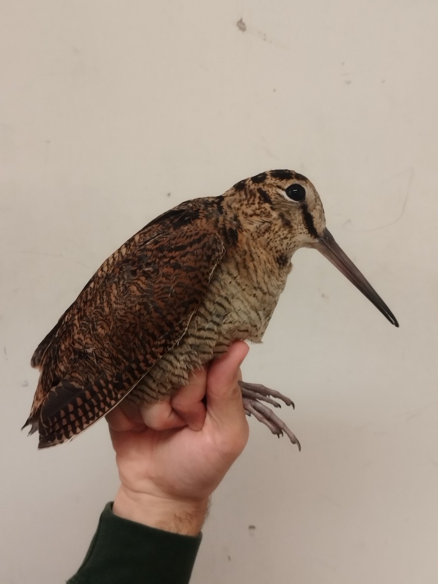 Chocha Perdiz - ML646115058