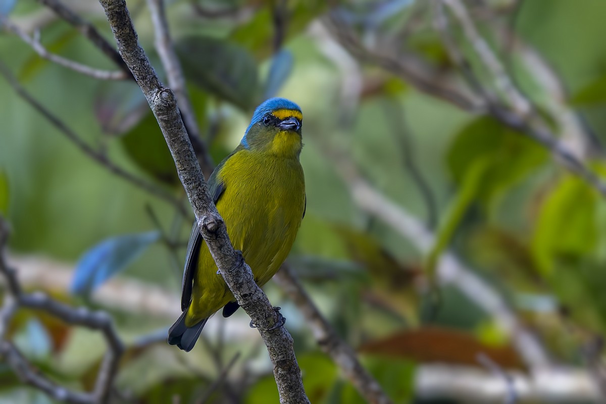Puerto Rican Euphonia - ML646115060