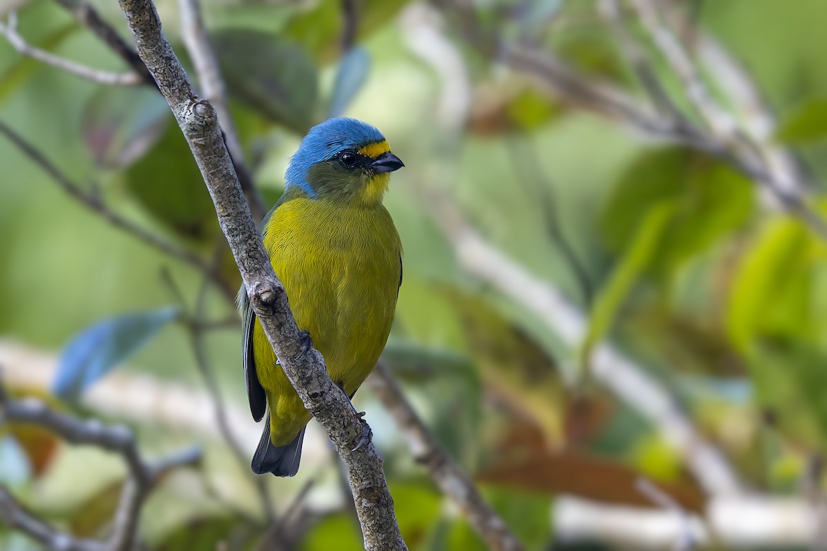 Puerto Rican Euphonia - ML646115061