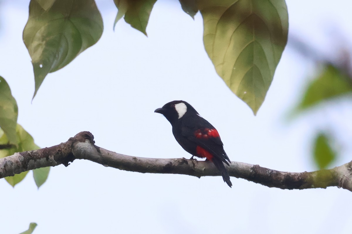 Mountain Peltops - ML646115065