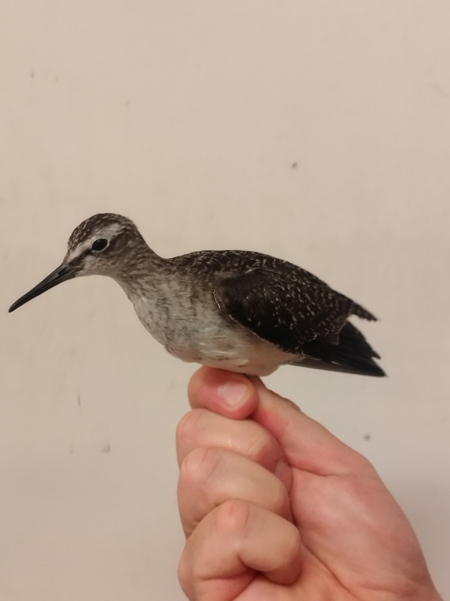 vodouš bahenní - ML646115066