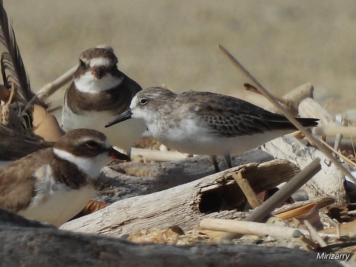Sandstrandläufer - ML646115069