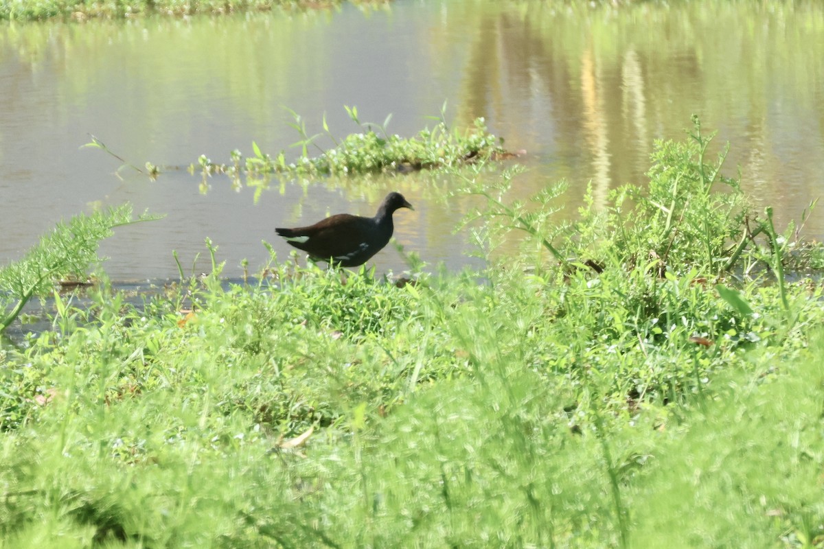 Common Gallinule - ML646115071