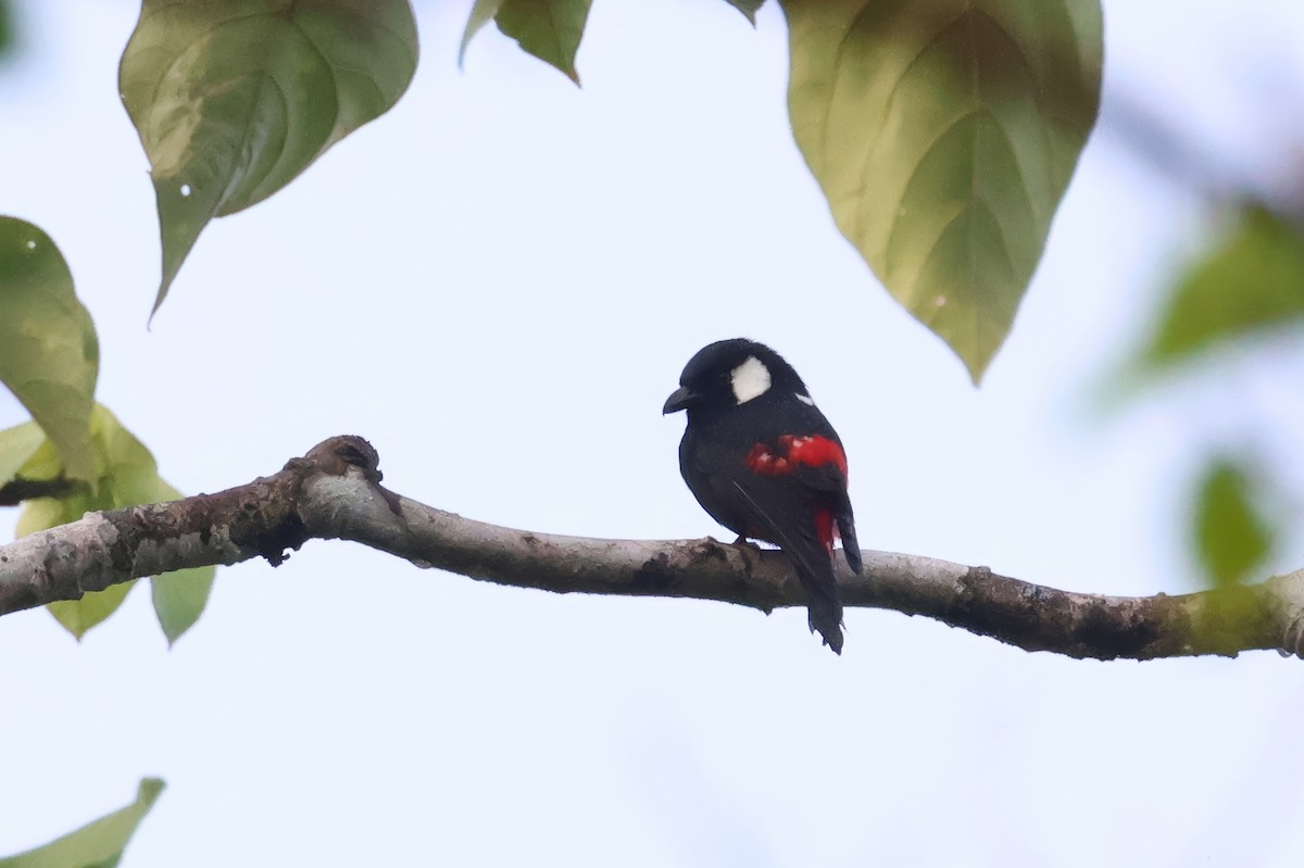 Mountain Peltops - ML646115073