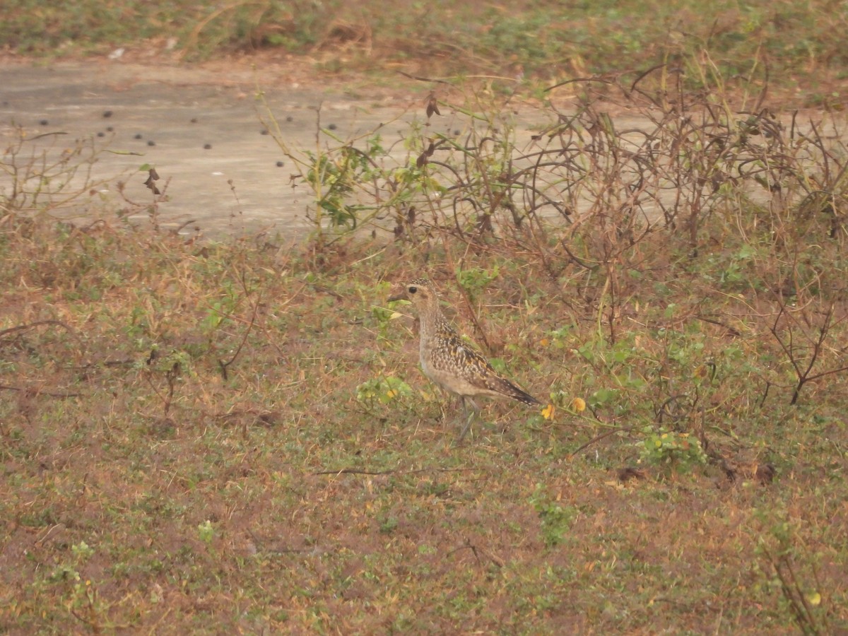 Pacific Golden-Plover - ML646115075