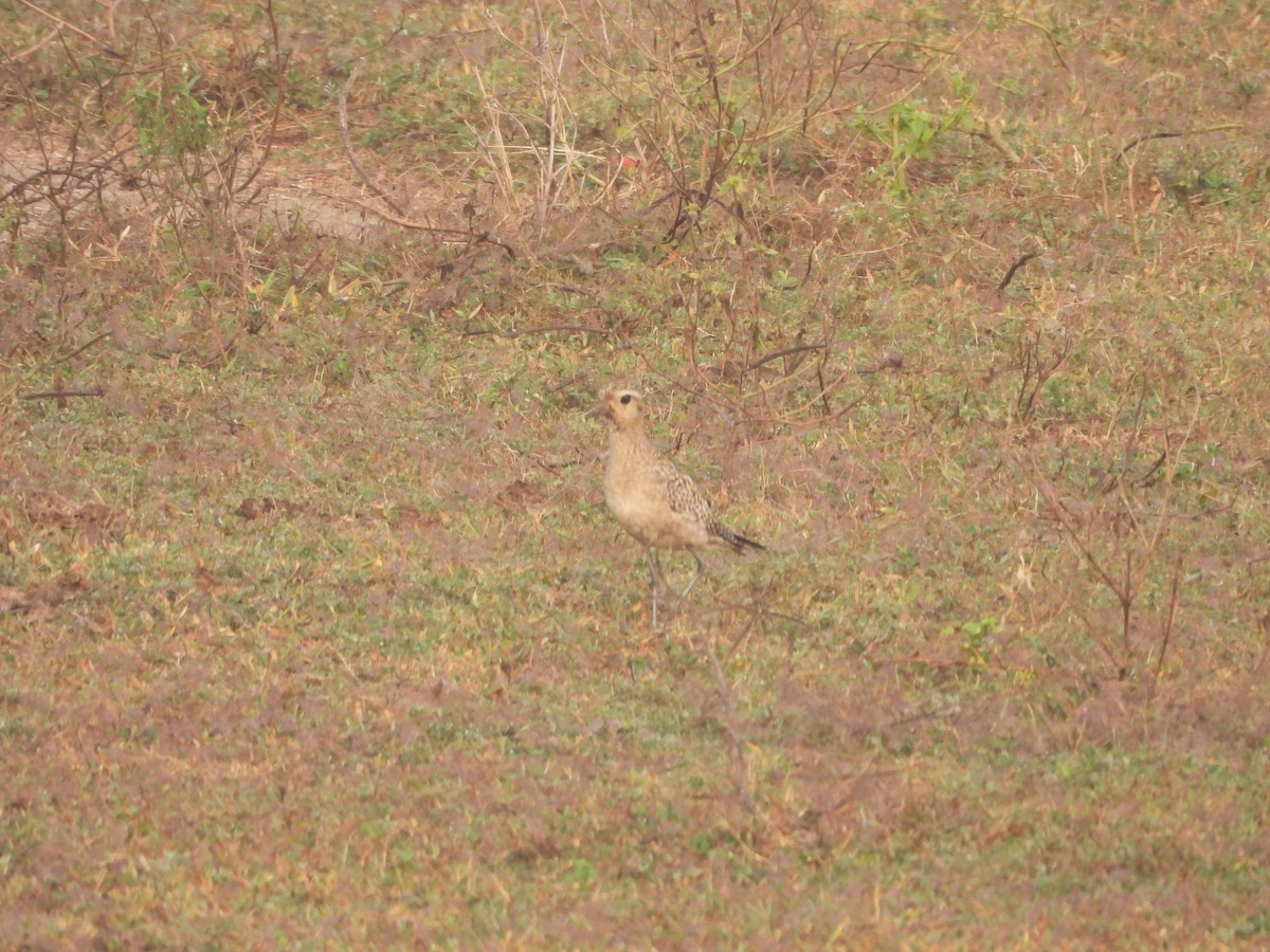 Pacific Golden-Plover - ML646115076