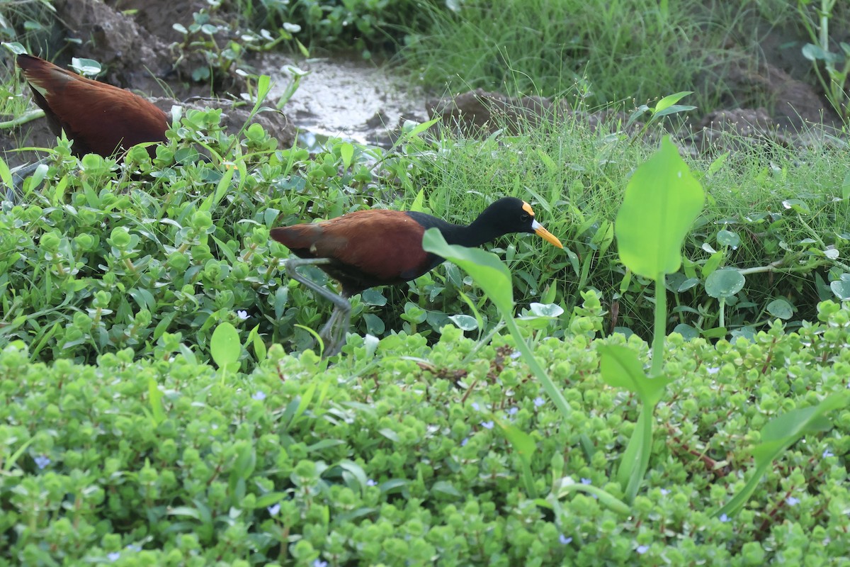 Northern Jacana - ML646115082