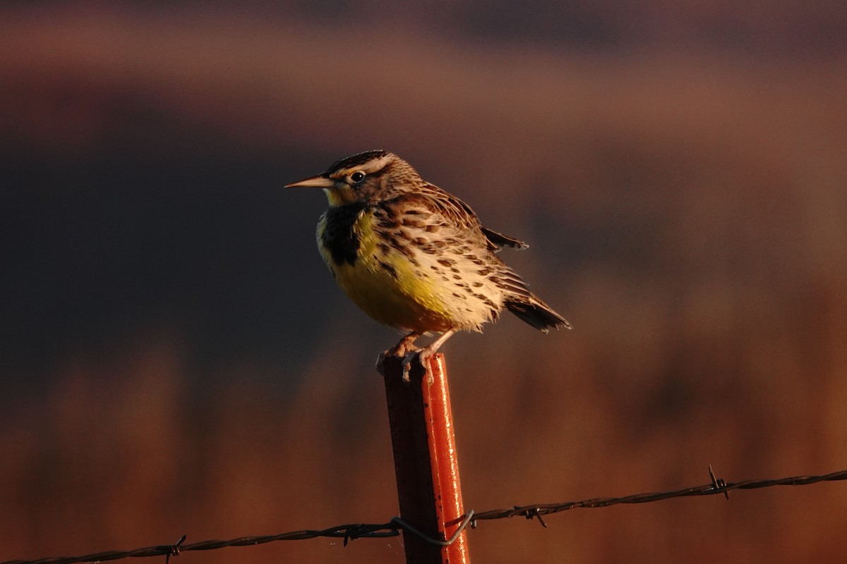 Eastern Meadowlark - ML646115087