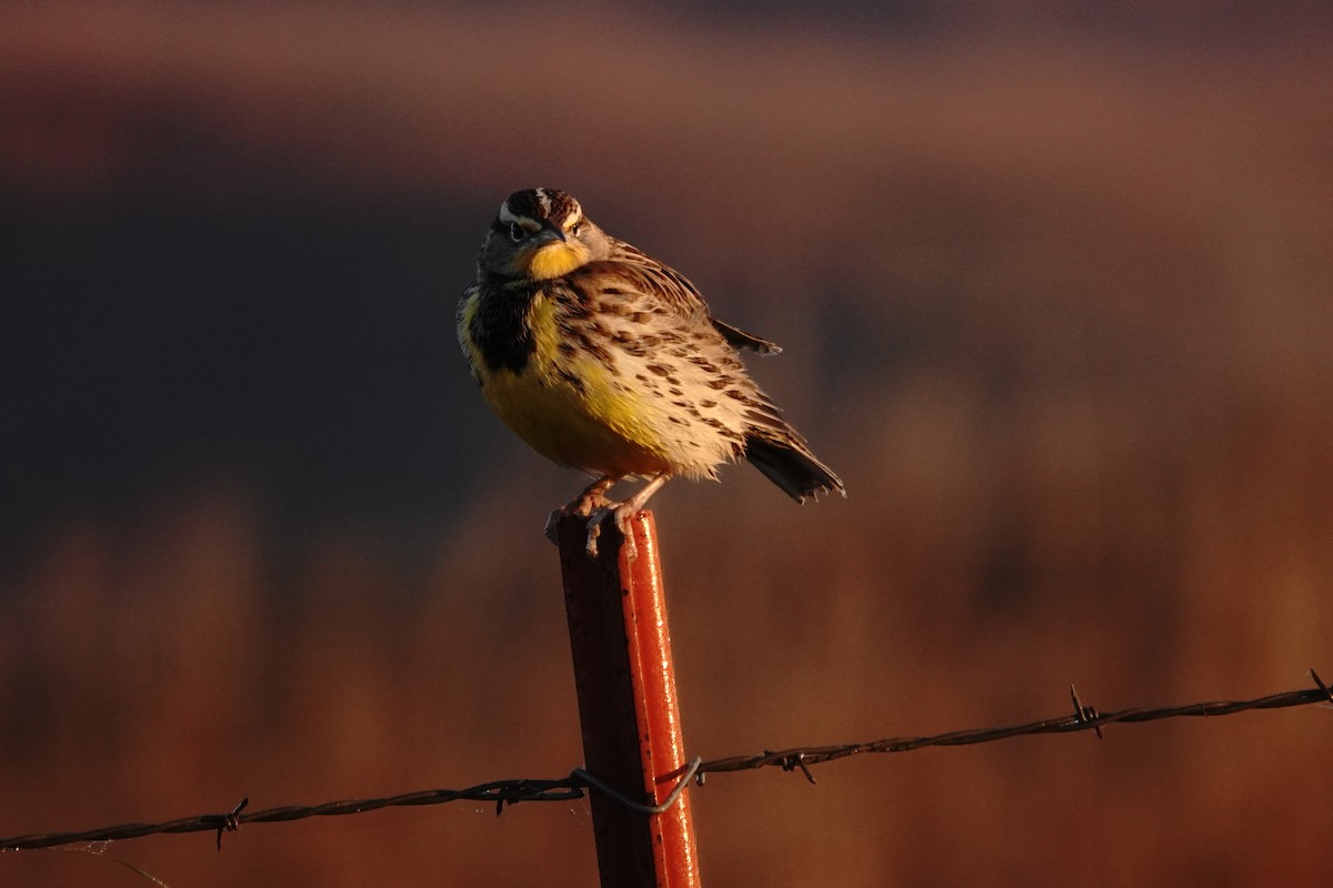 Eastern Meadowlark - ML646115089