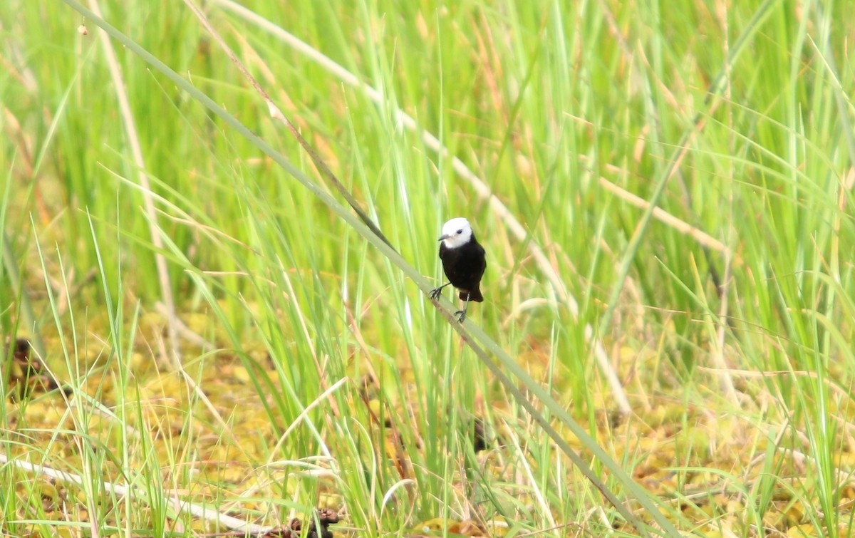 White-headed Marsh Tyrant - ML646115097