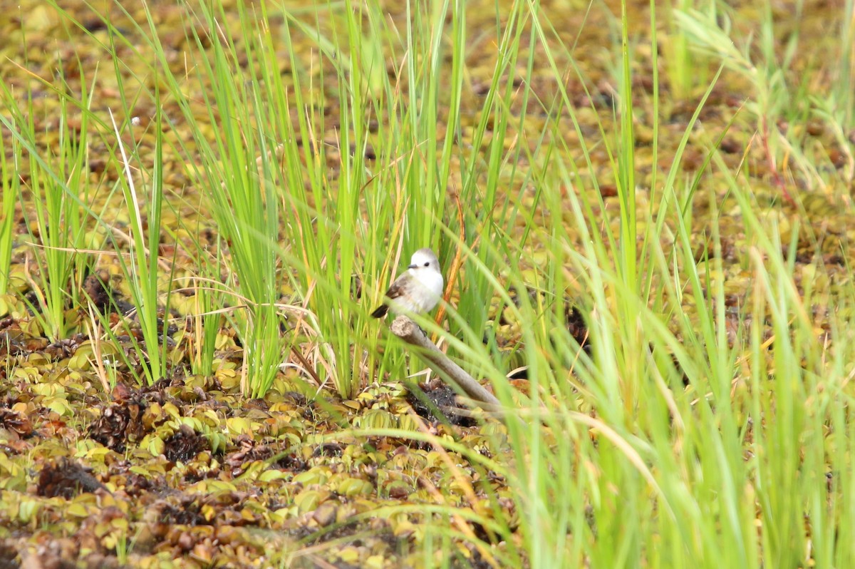 White-headed Marsh Tyrant - ML646115098