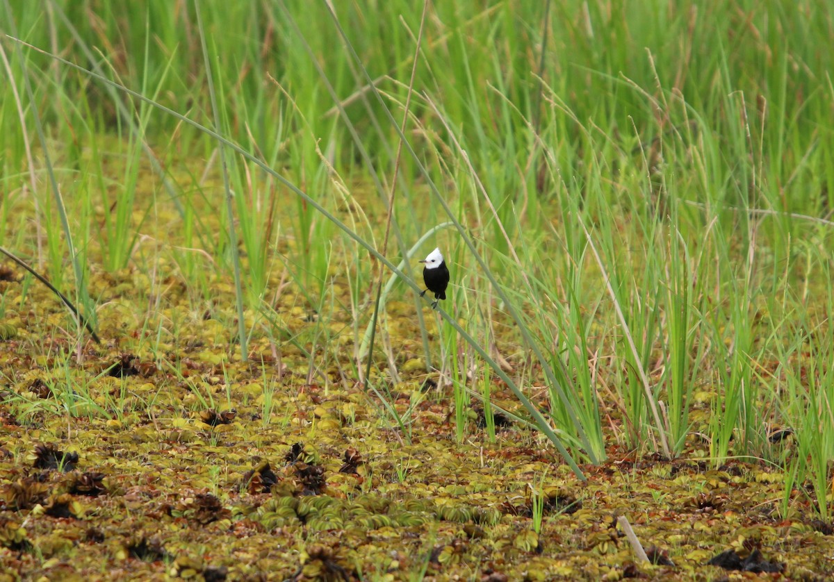 White-headed Marsh Tyrant - ML646115099