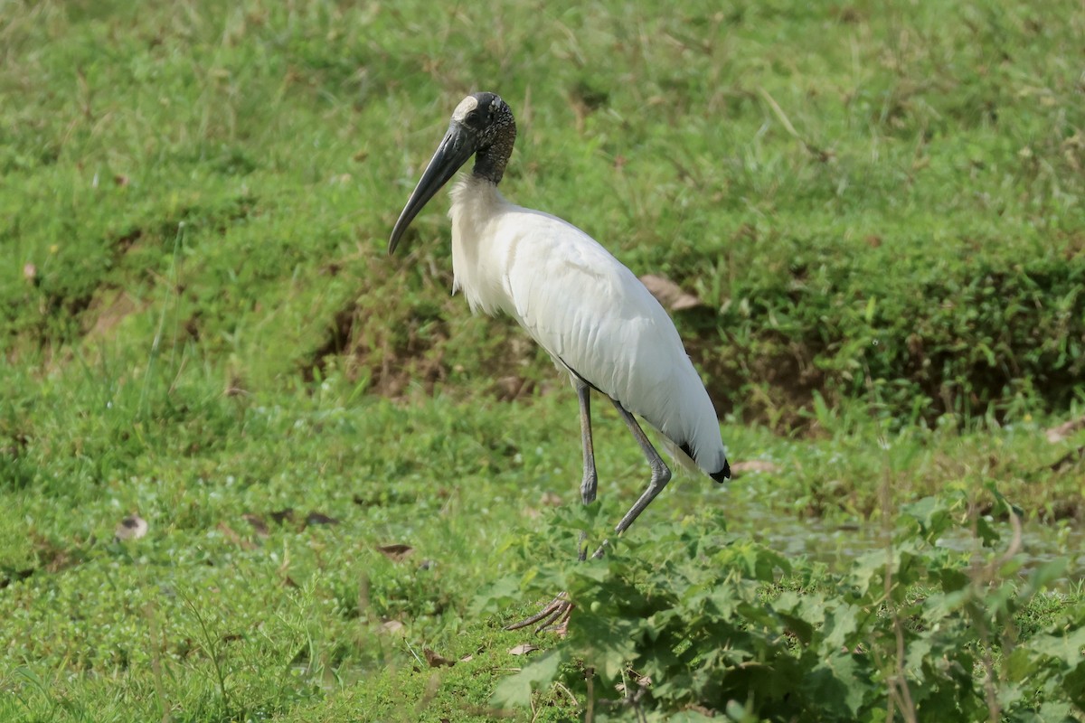 Wood Stork - ML646115100