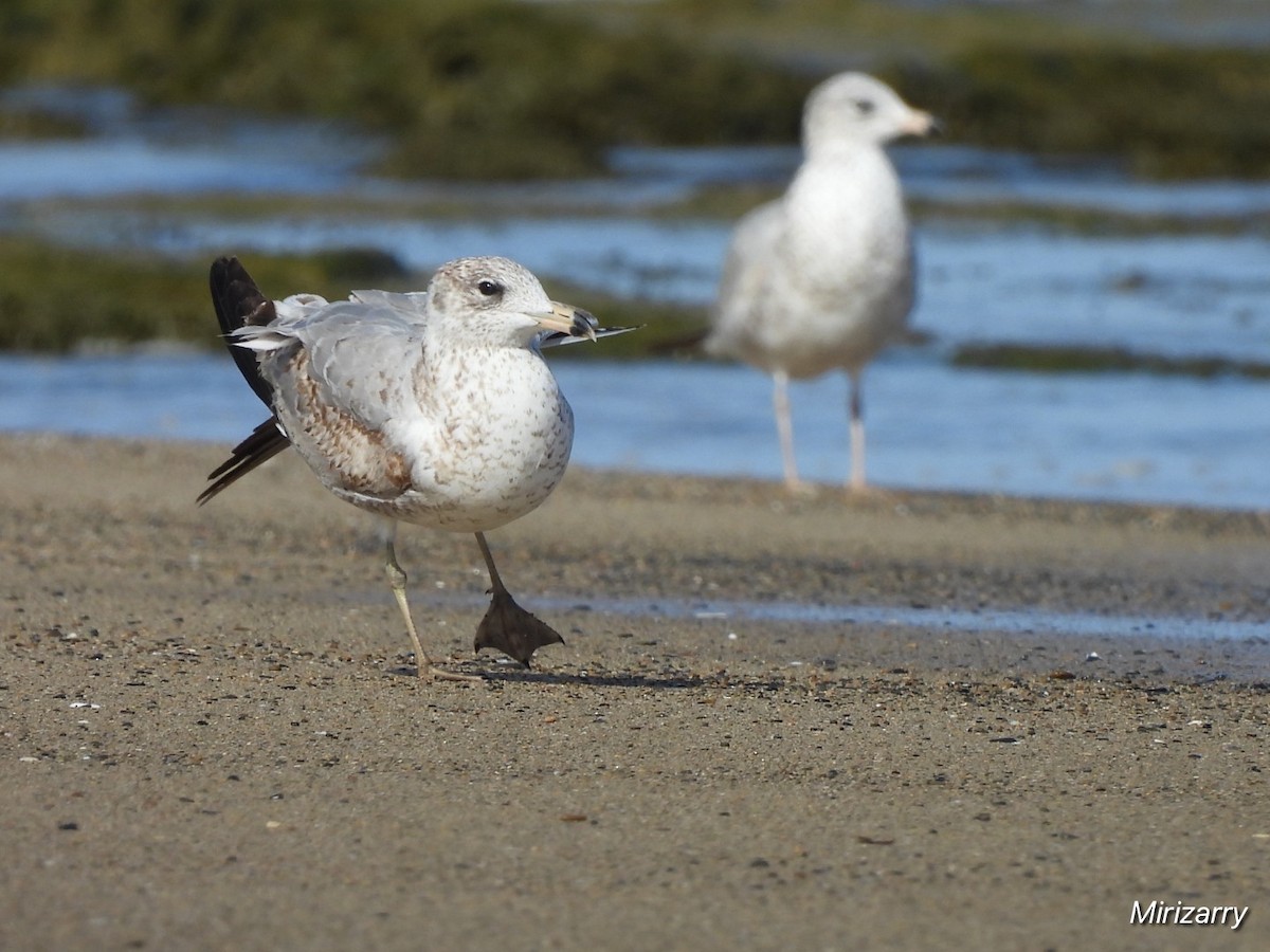 Ringschnabelmöwe - ML646115102