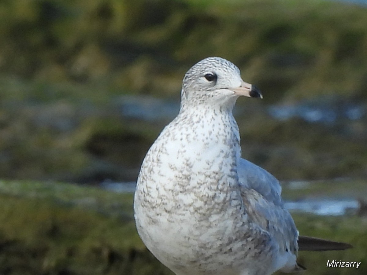 Ringschnabelmöwe - ML646115103