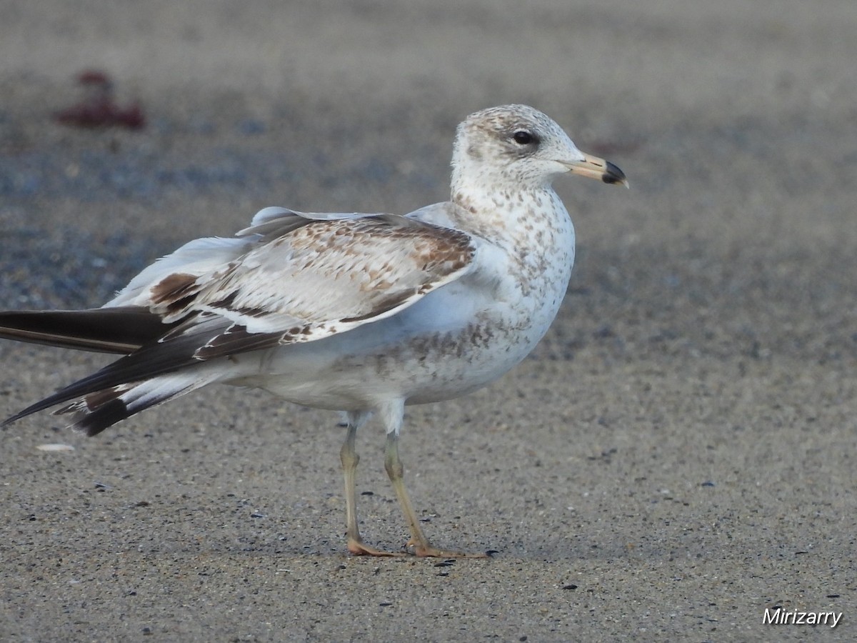 Ringschnabelmöwe - ML646115104