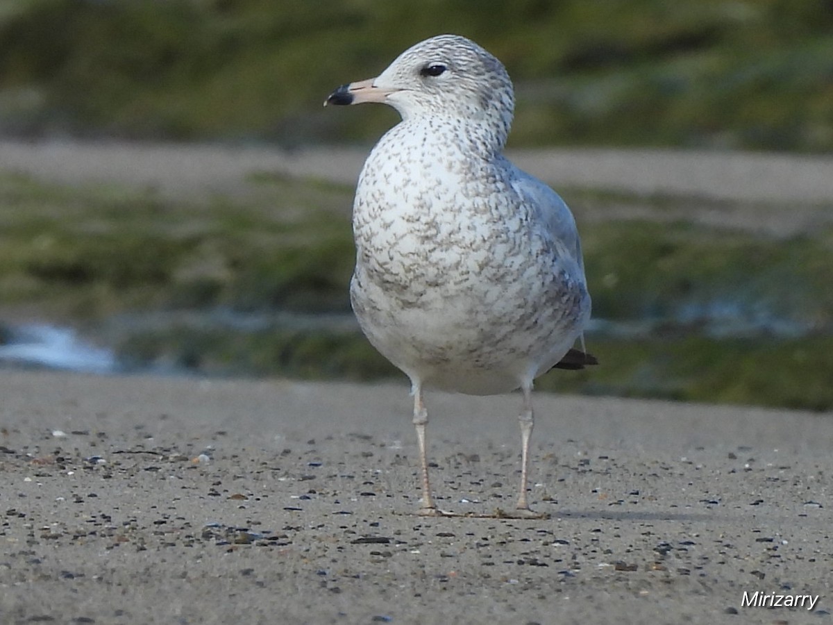 Ringschnabelmöwe - ML646115105