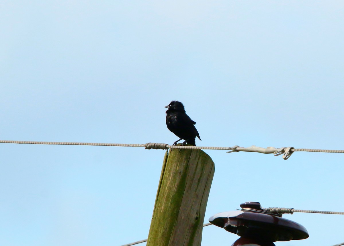 Chopi Blackbird - ML646115106