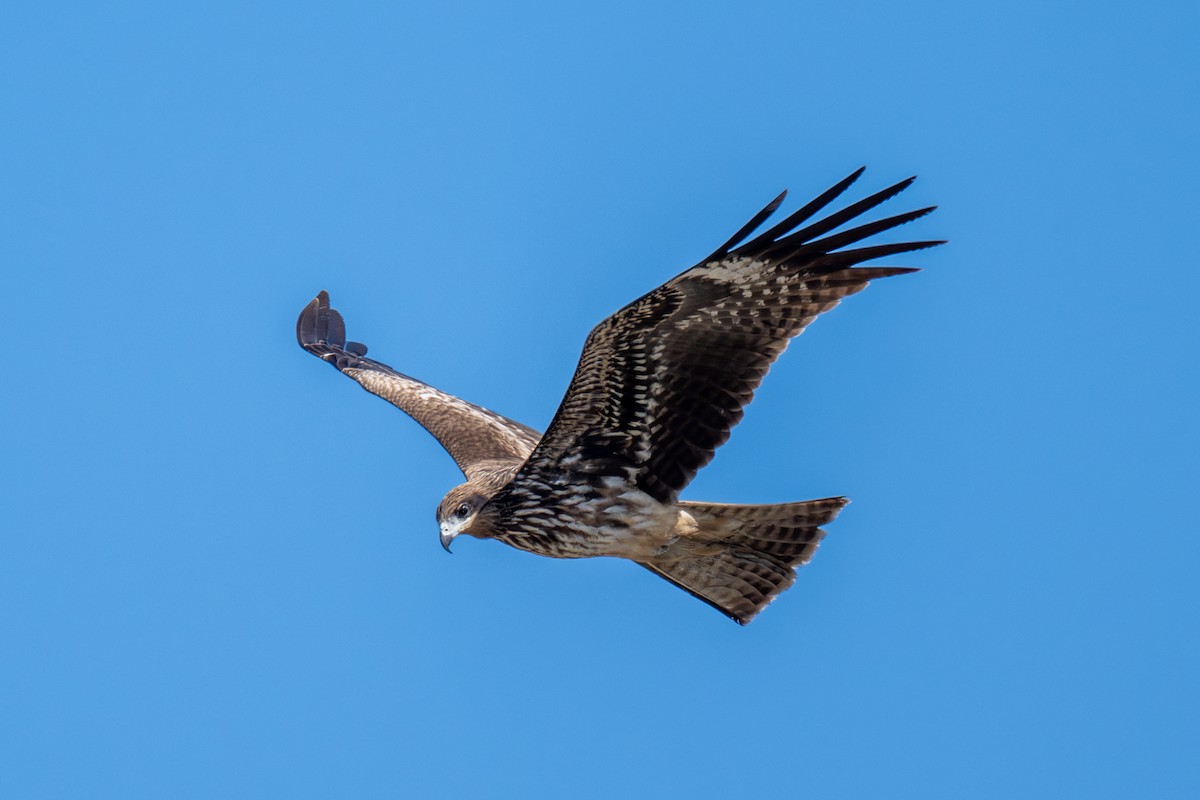 Black Kite - ML646115107