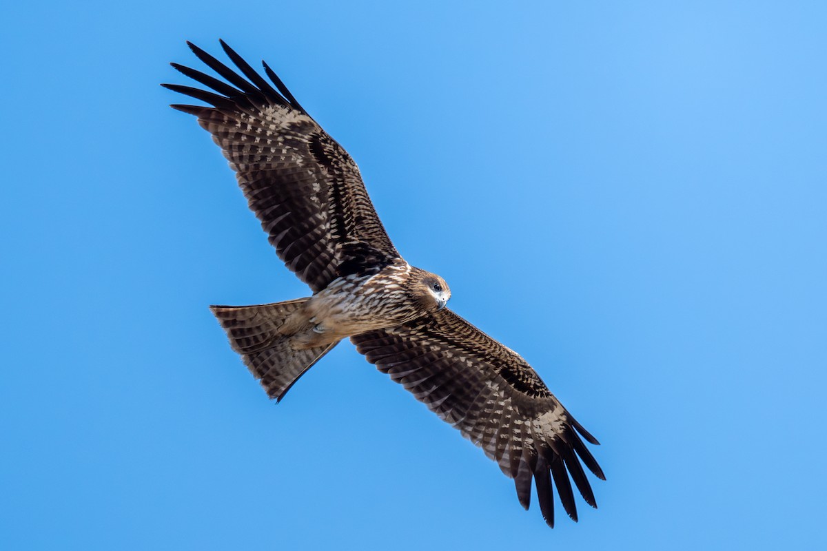 Black Kite - ML646115108