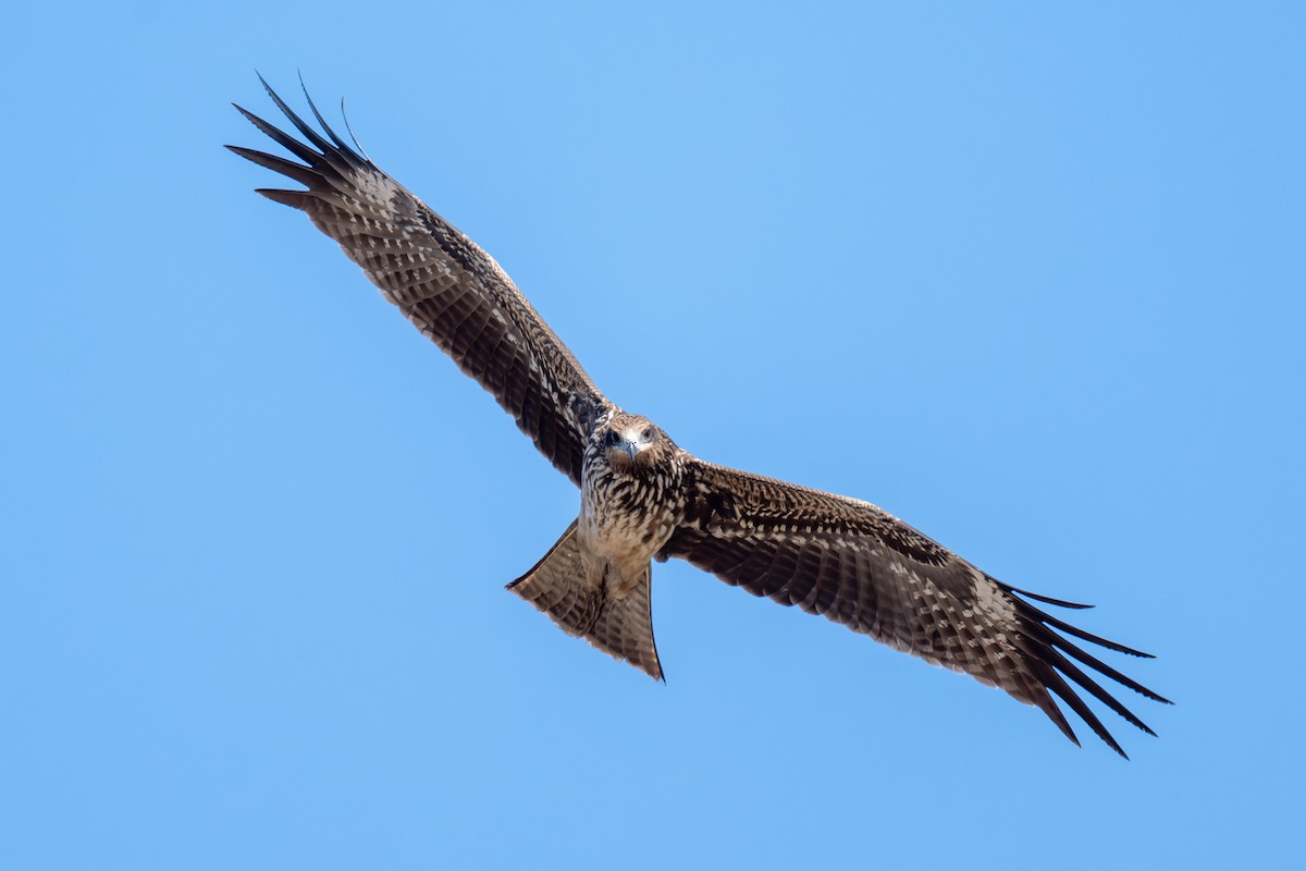 Black Kite - ML646115109