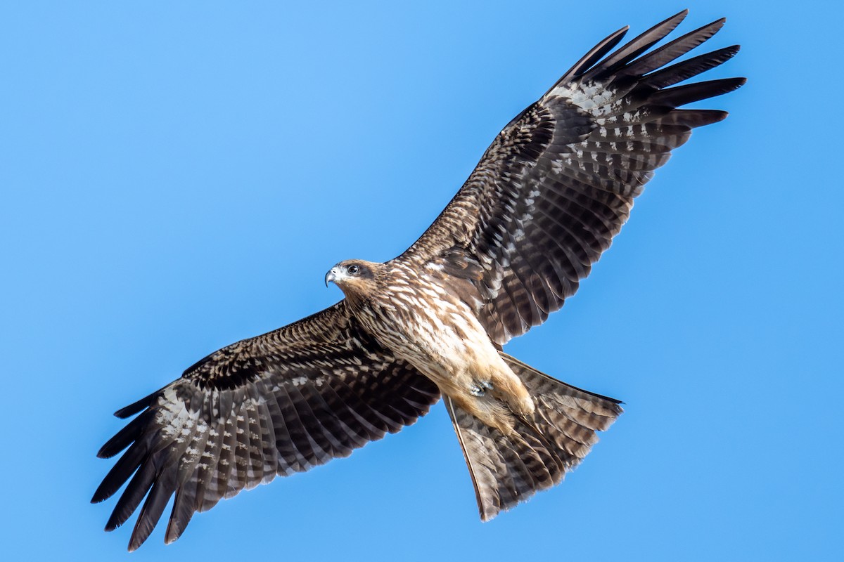 Black Kite - ML646115110