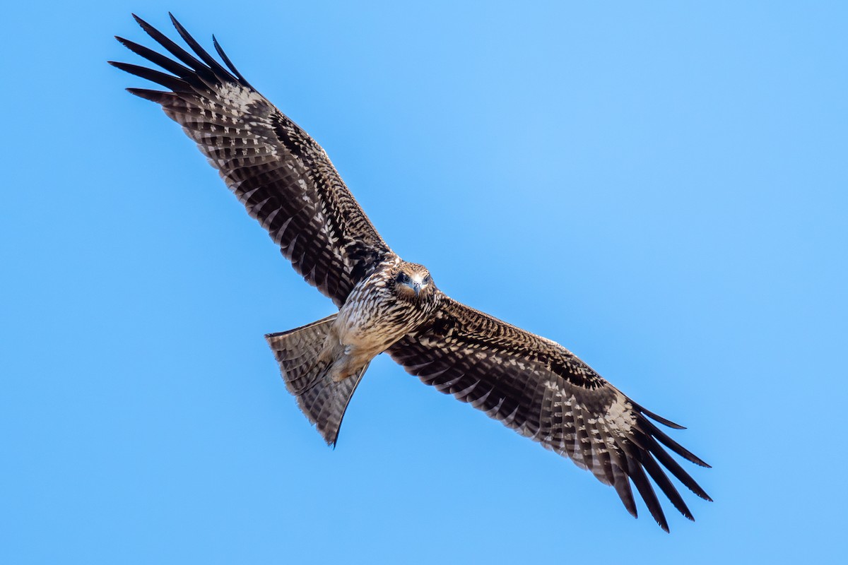 Black Kite - ML646115111