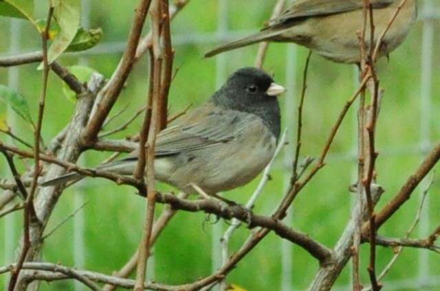 Dark-eyed Junco - ML646115114