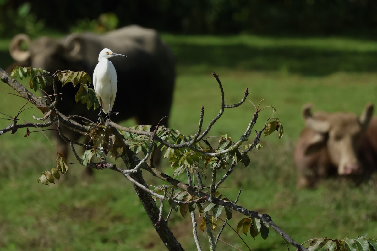 Snowy Egret - ML646115115