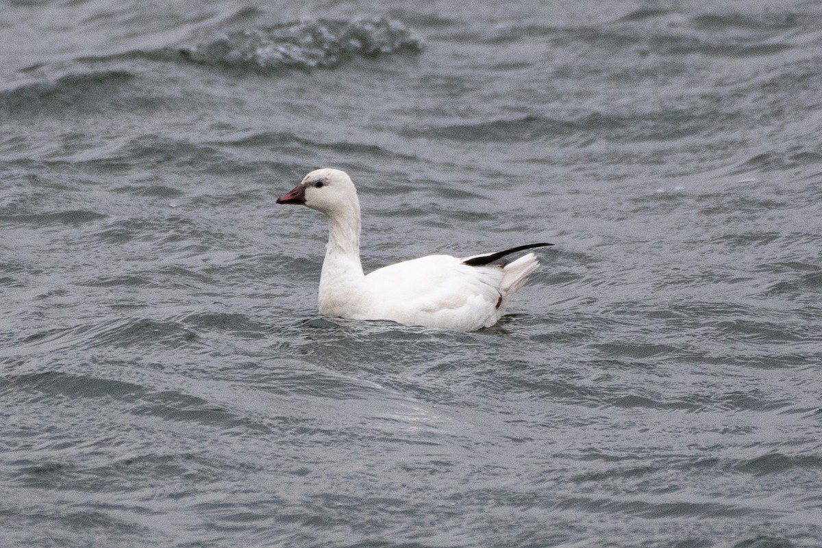 Ross's Goose - ML646115116