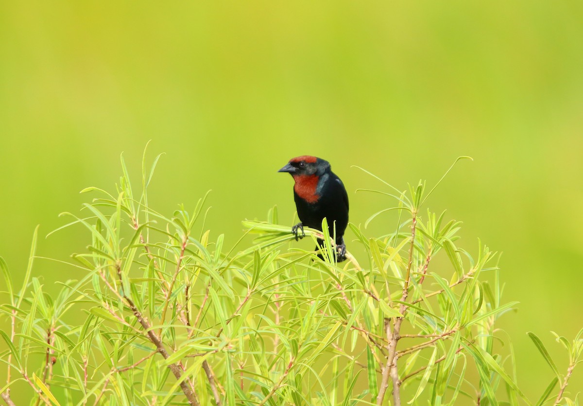 Chestnut-capped Blackbird - ML646115119