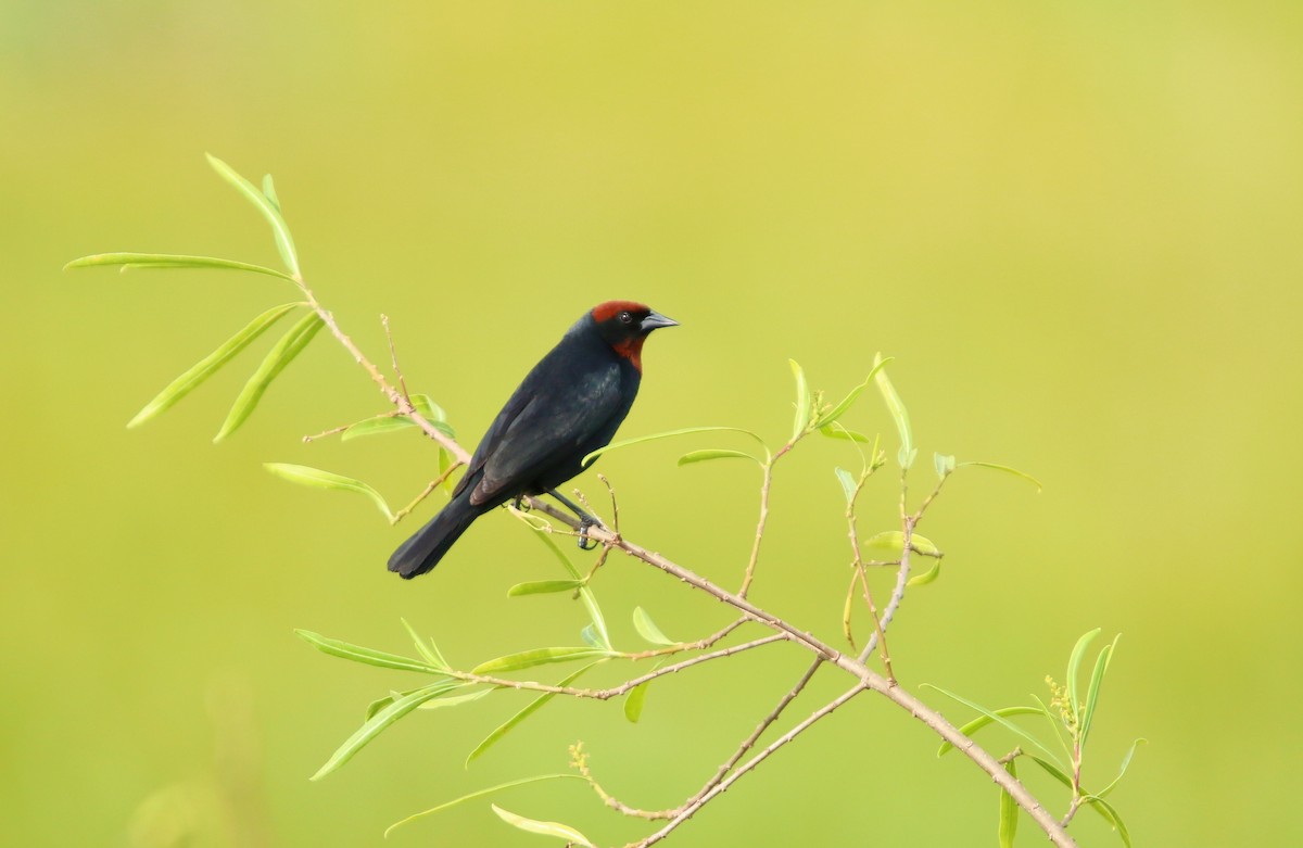 Chestnut-capped Blackbird - ML646115120